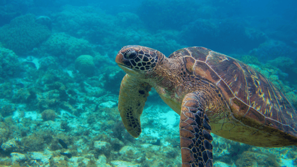 sea turtles