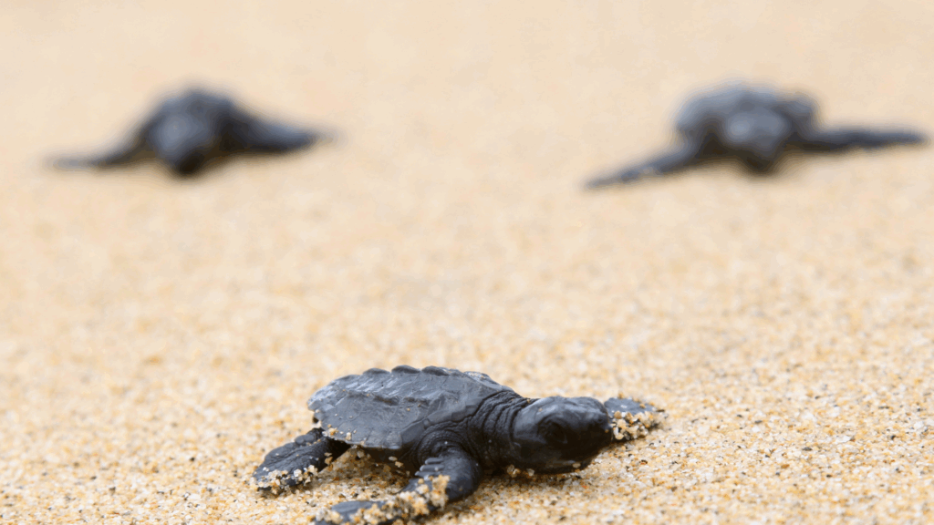 sea turtles