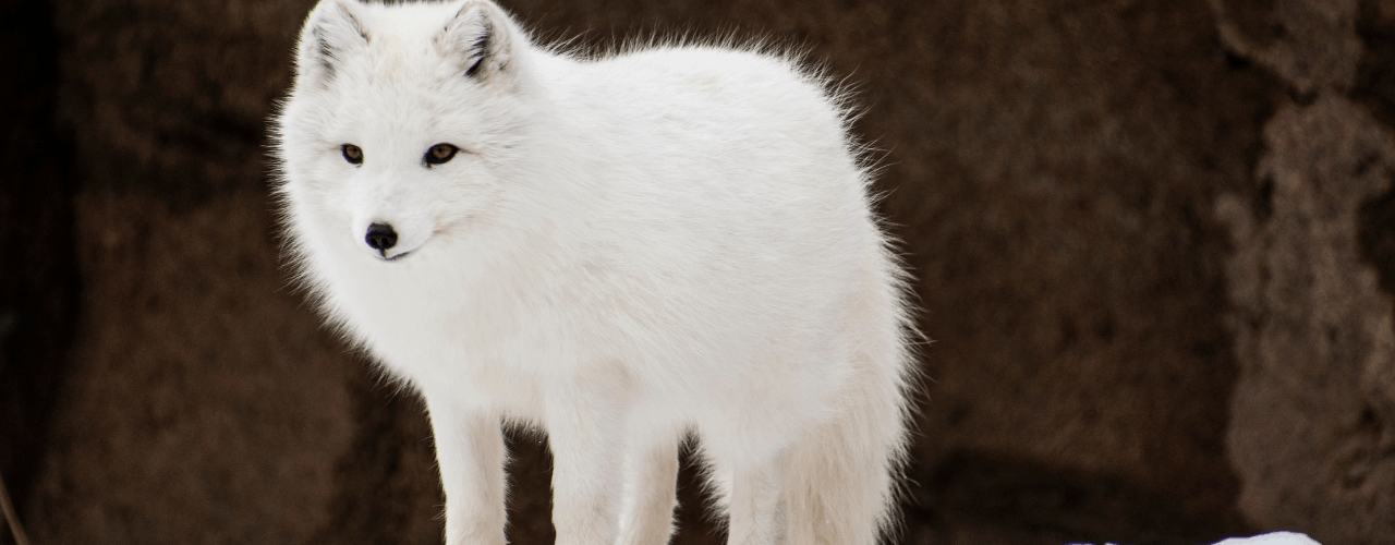 Arctic-Fox