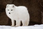 Arctic-Fox