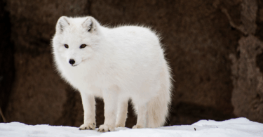 Arctic-Fox