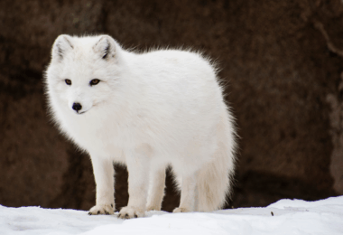 Arctic-Fox