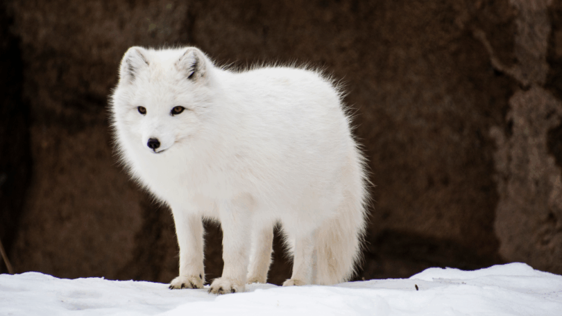 Arctic-Fox