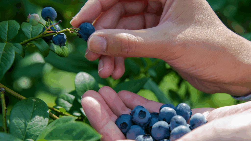 blueberries