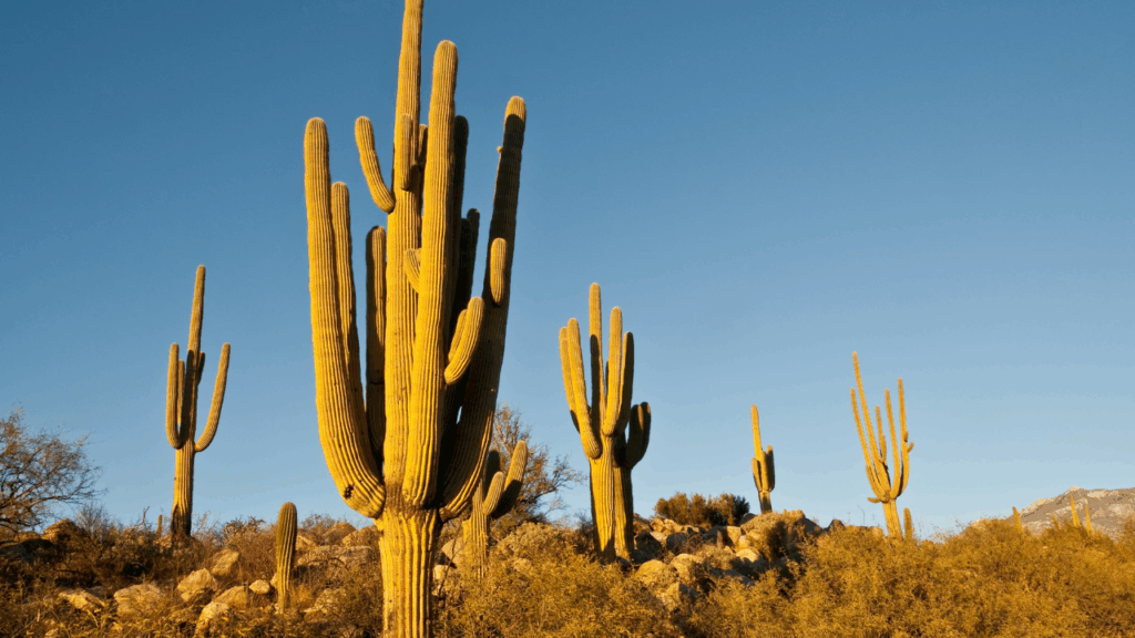 Cacti