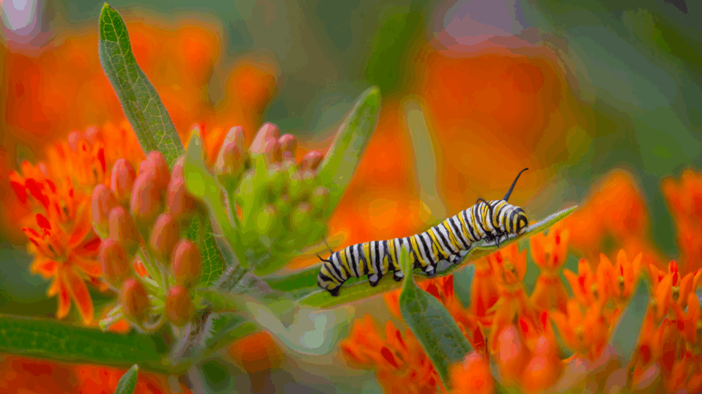 caterpillar