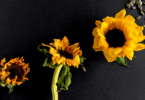 Sunflower Life Cycle
