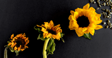 Sunflower Life Cycle