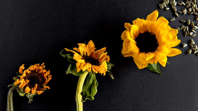 Sunflower Life Cycle