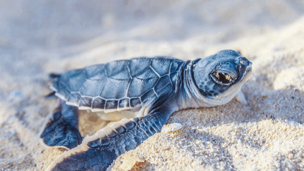 Sea turtles