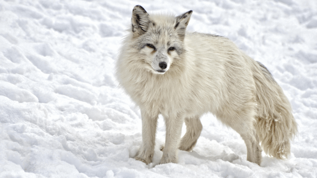Arctic fox hunting skill