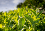 Photosynthesis