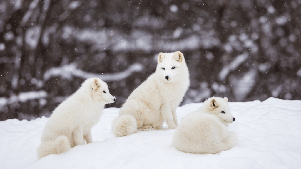 artic fox family