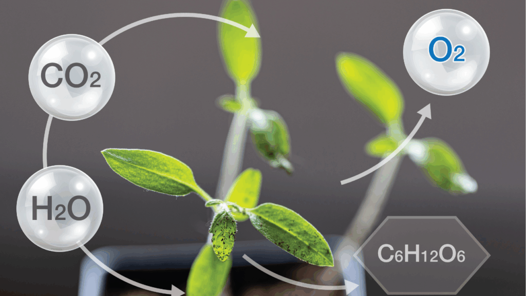What is photosynthesis