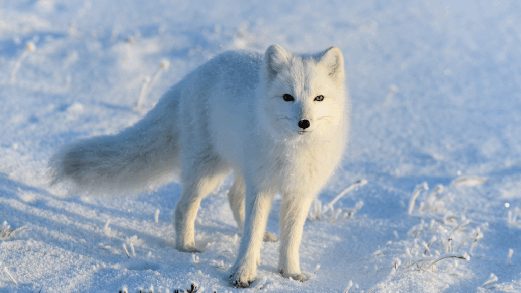 Arctic Fox Is Built for Survival